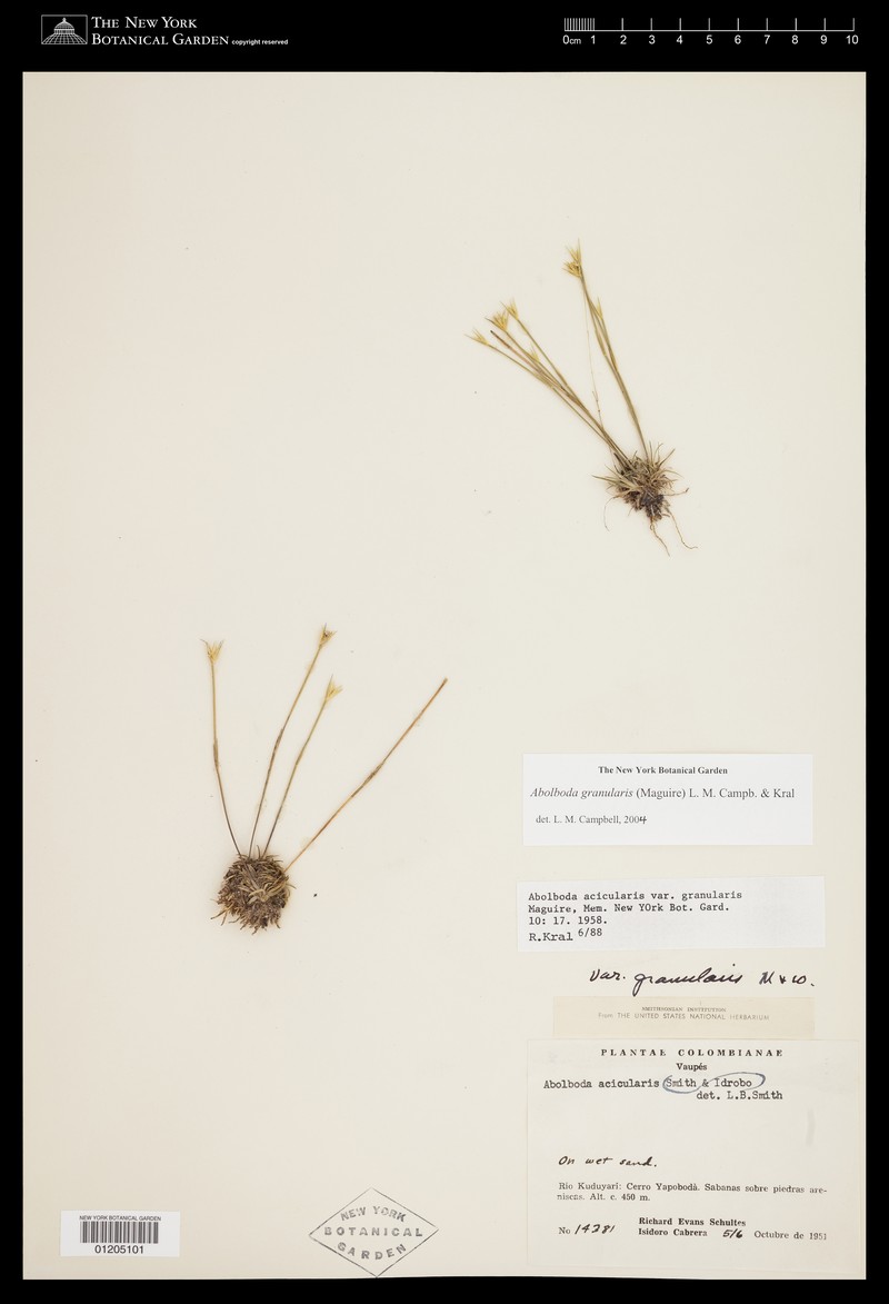 Abolboda granularis photo 5