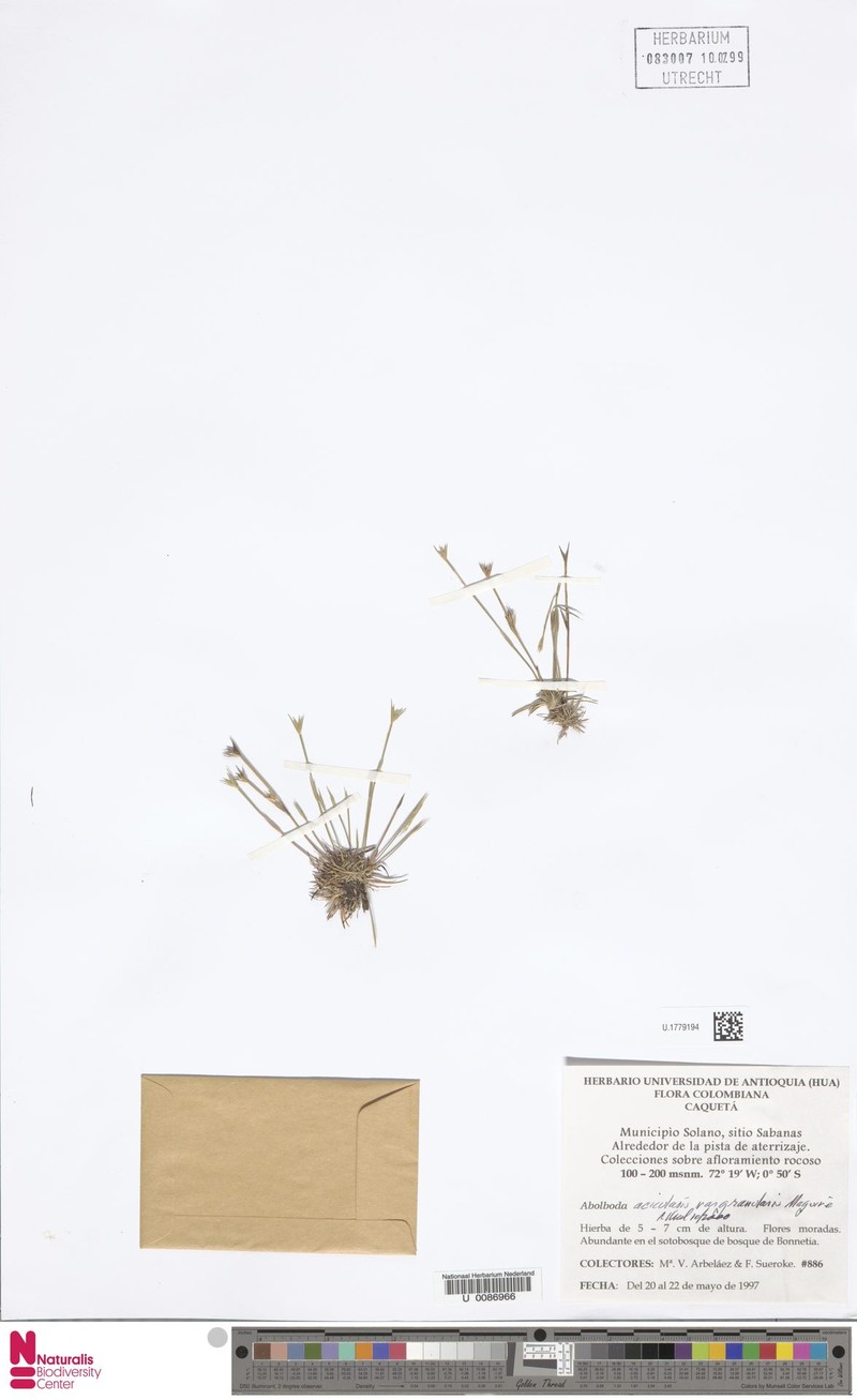 Abolboda granularis photo 6