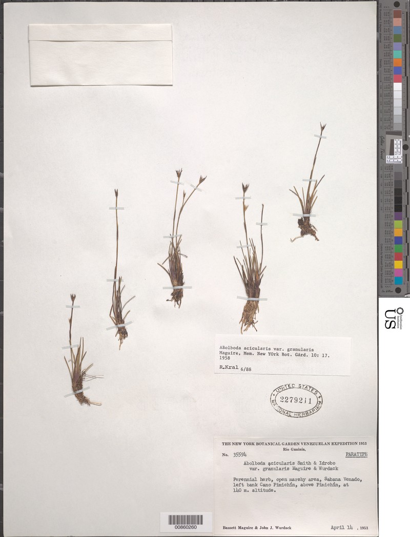 Abolboda granularis photo 7