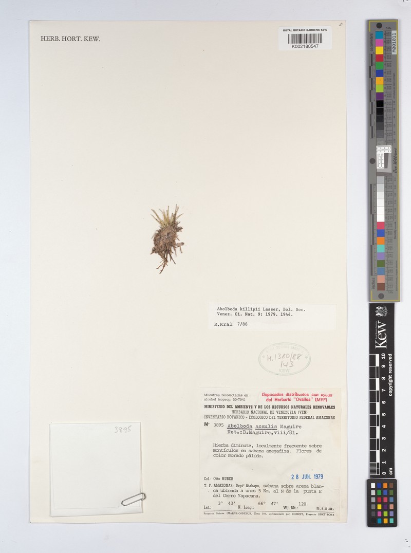 Abolboda killipii photo 3