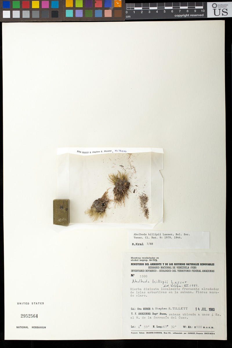 Abolboda killipii photo 6