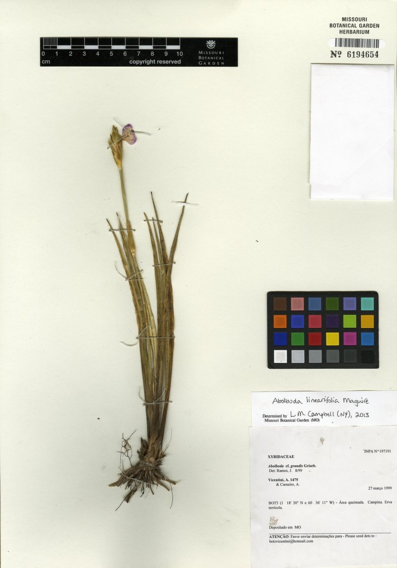 Abolboda linearifolia