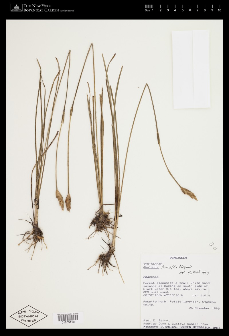 Abolboda linearifolia photo 2