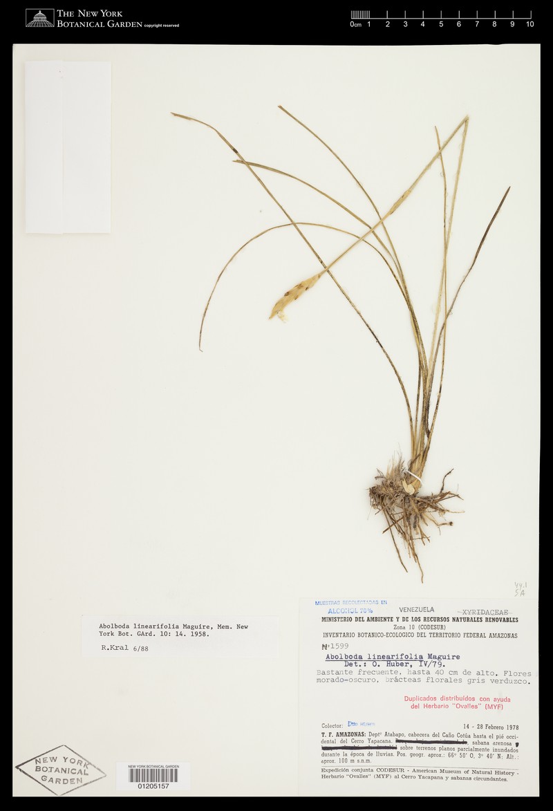 Abolboda linearifolia photo 3