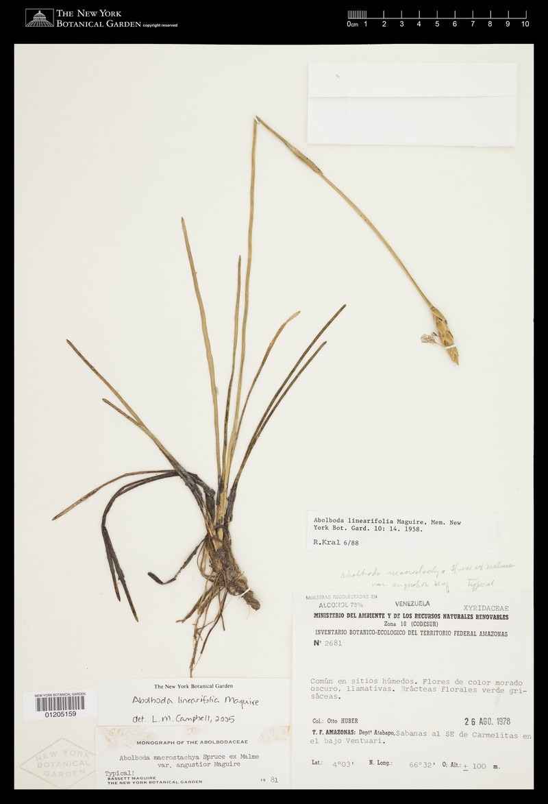 Abolboda linearifolia photo 4