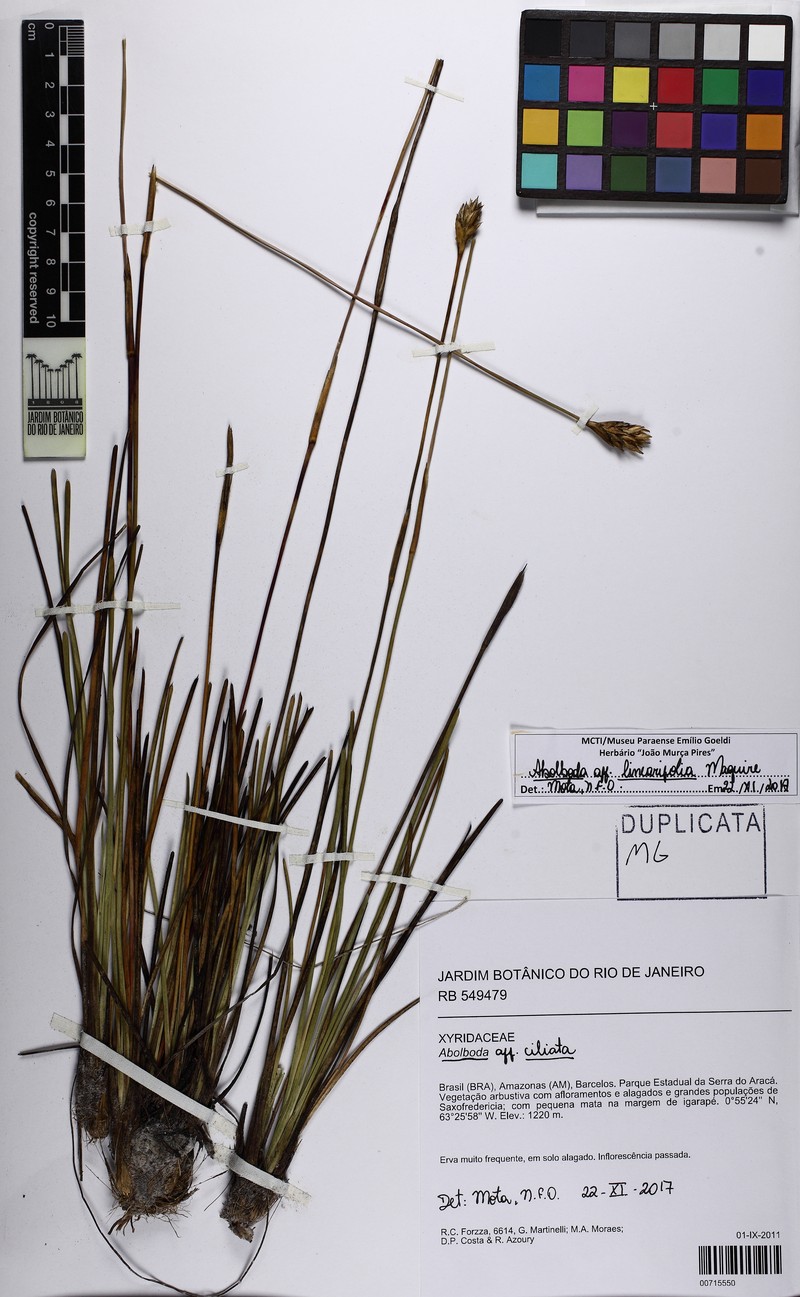 Abolboda linearifolia photo 5