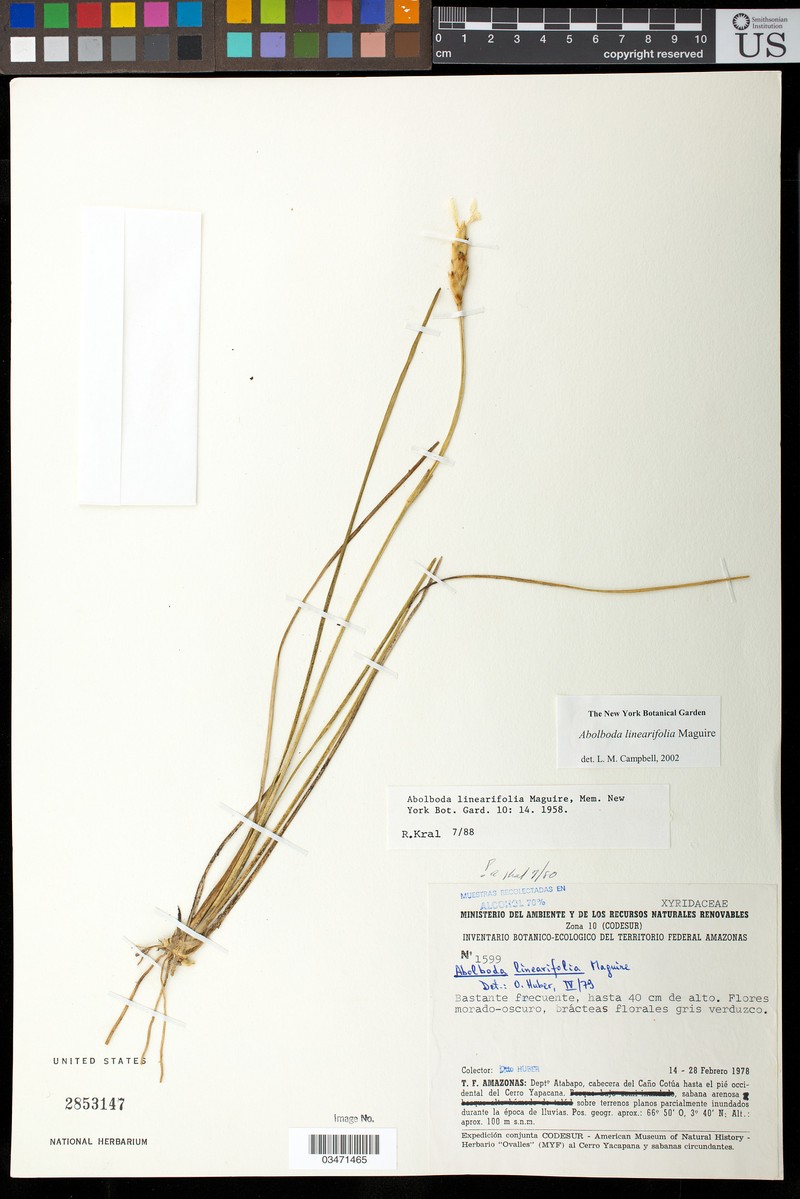 Abolboda linearifolia photo 6