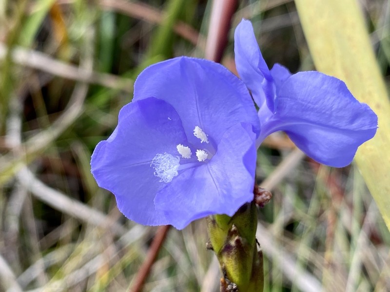 Abolboda macrostachya