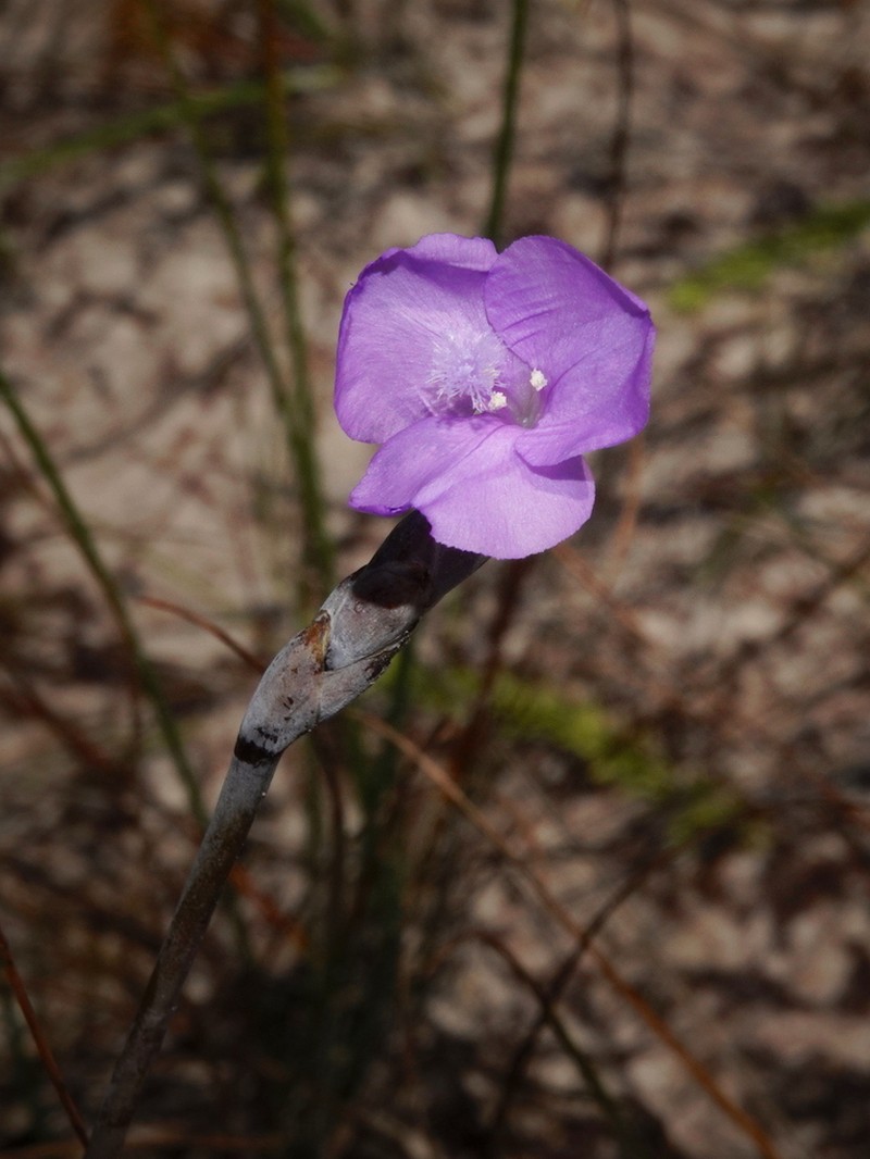 Abolboda macrostachya photo 2