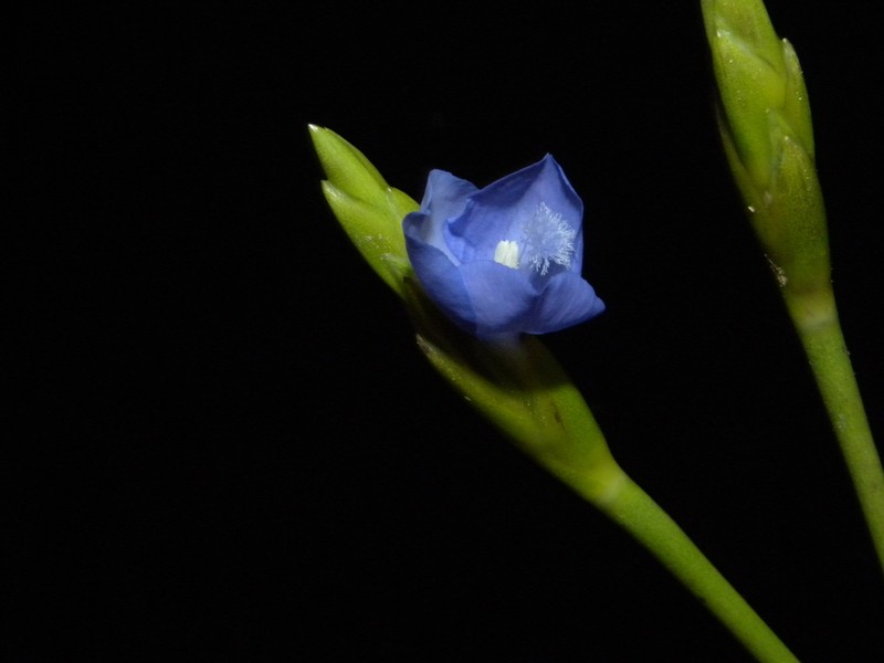 Abolboda macrostachya photo 3