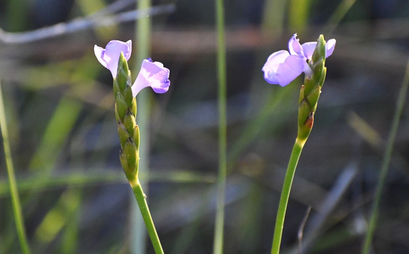 Abolboda macrostachya photo 5