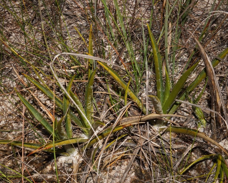 Abolboda macrostachya photo 7