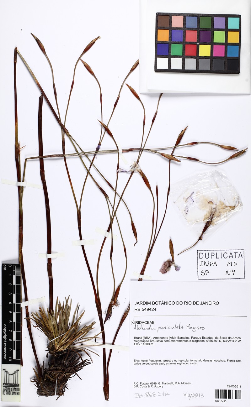 Abolboda paniculata