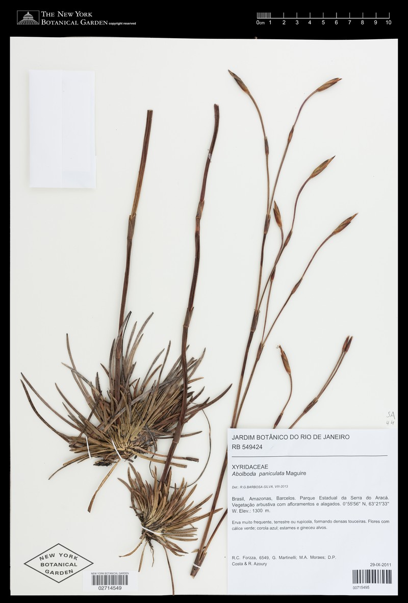 Abolboda paniculata photo 2