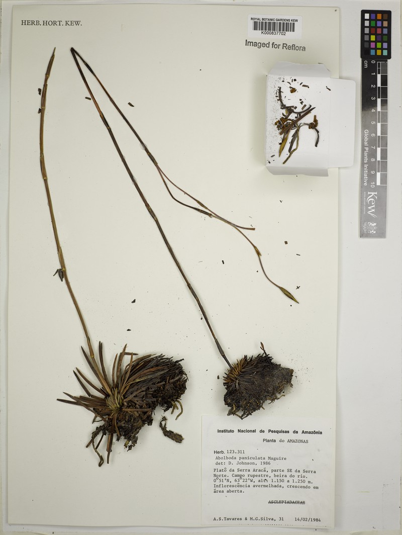 Abolboda paniculata photo 3