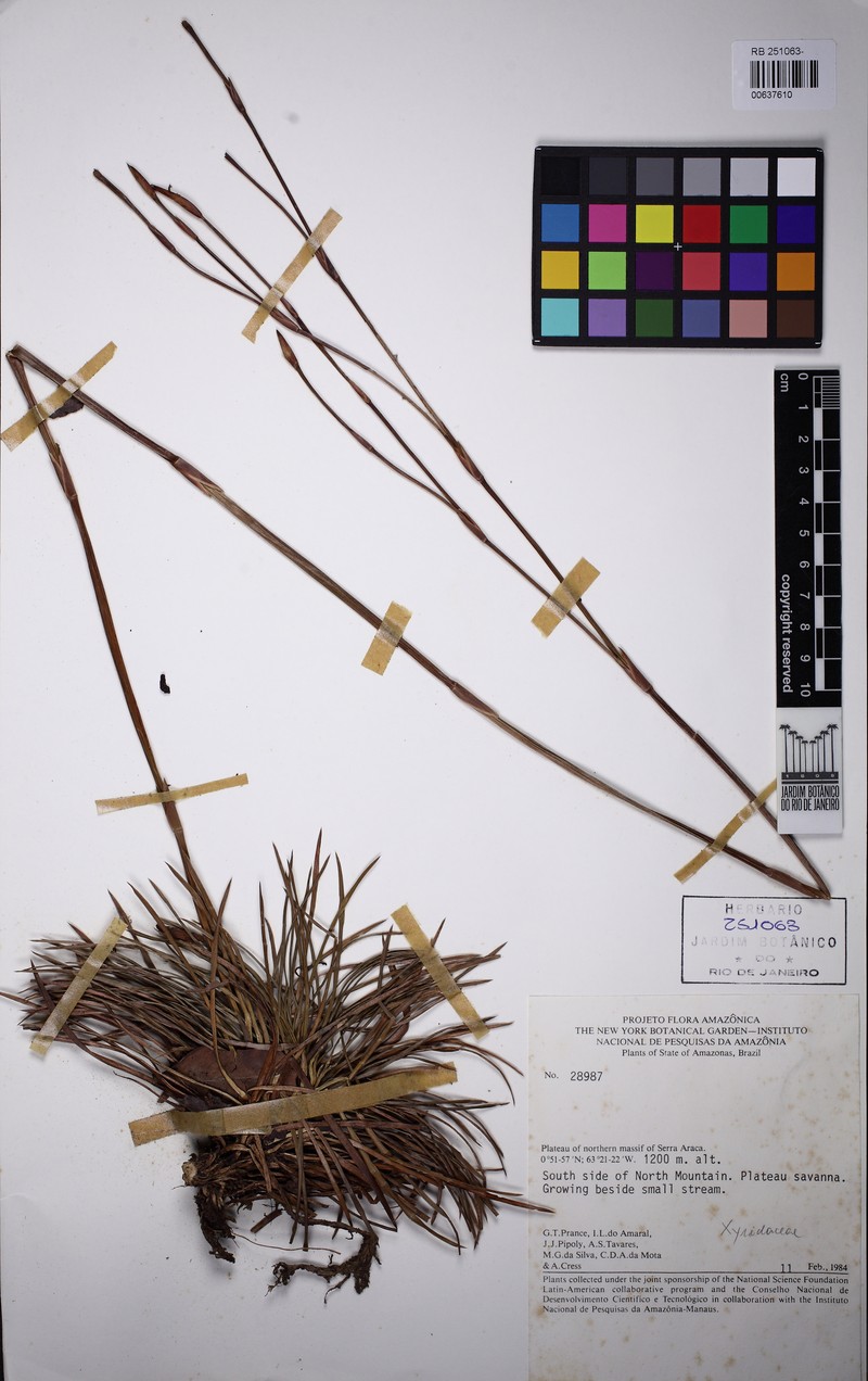 Abolboda paniculata photo 4