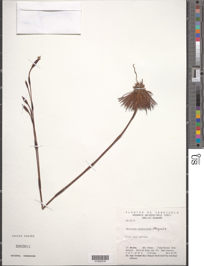 Abolboda paniculata photo 6