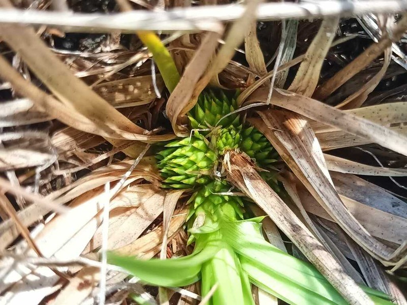 Abolboda pulchella