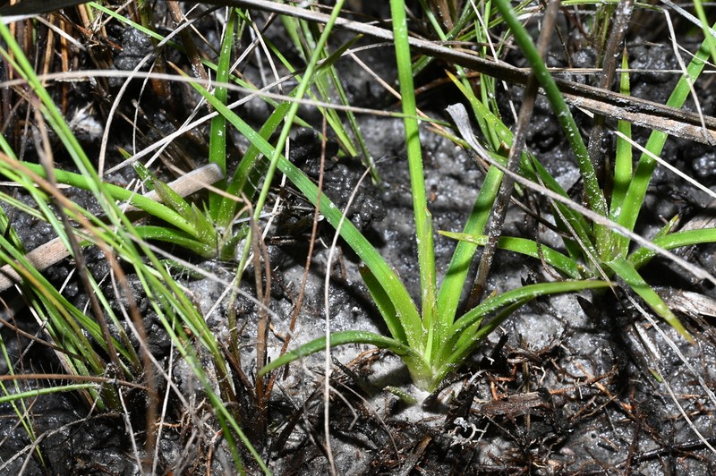 Abolboda pulchella photo 2