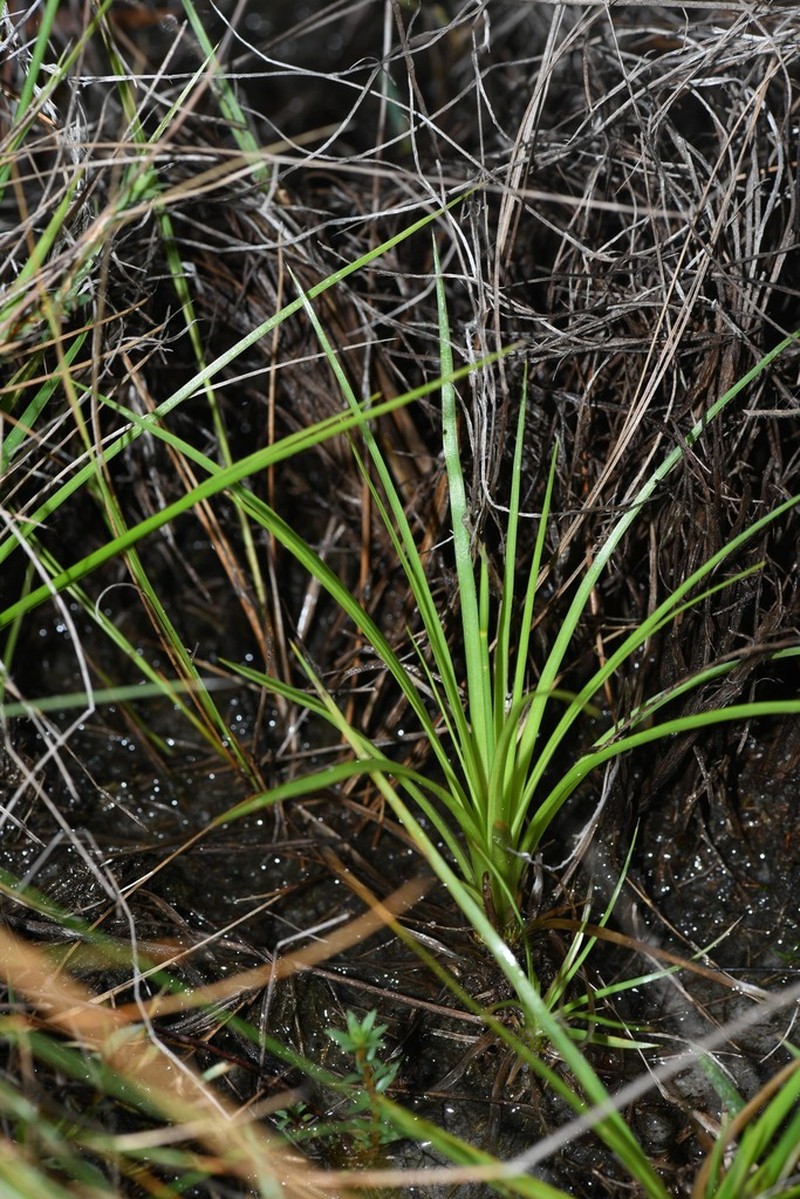Abolboda pulchella photo 3