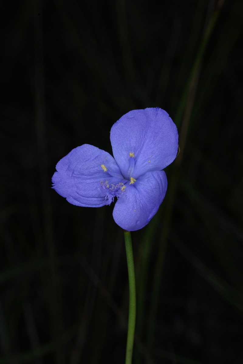 Abolboda pulchella photo 4