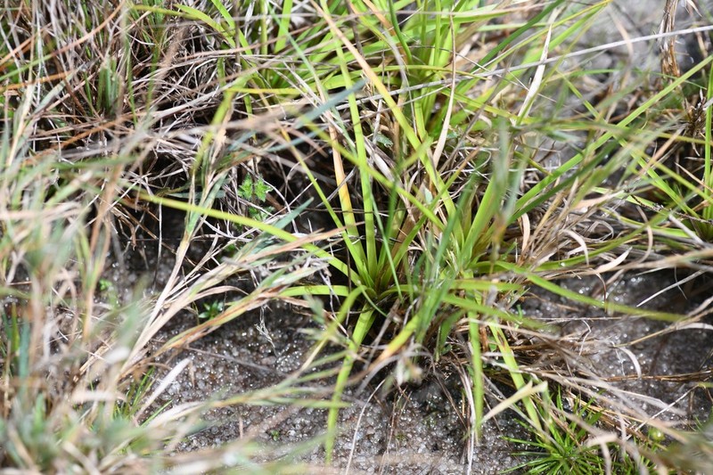 Abolboda pulchella photo 5