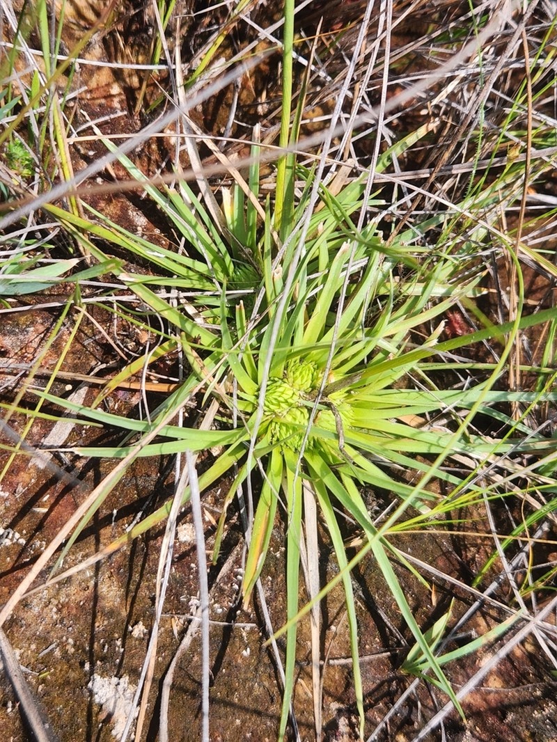 Abolboda pulchella photo 6