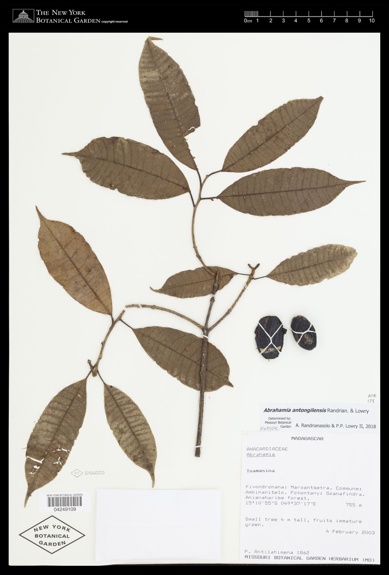 Abrahamia antongilensis