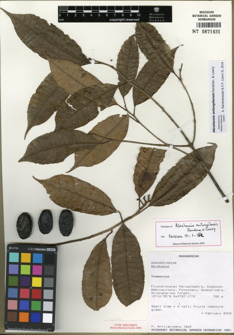Abrahamia antongilensis photo 2