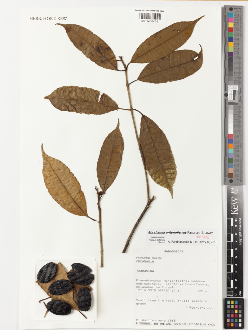 Abrahamia antongilensis photo 3