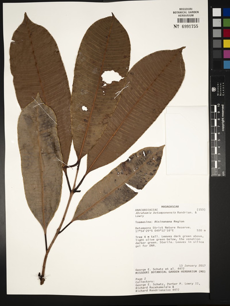 Abrahamia betamponensis photo 2