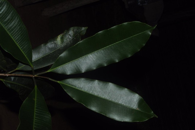 Abrahamia betamponensis
