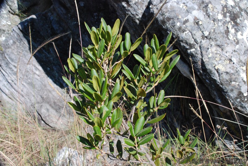 Abrahamia buxifolia