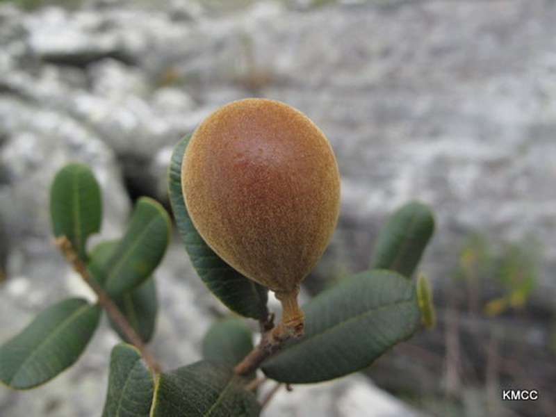 Abrahamia buxifolia photo 2