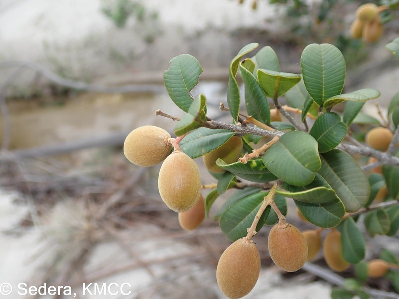 Abrahamia buxifolia photo 3