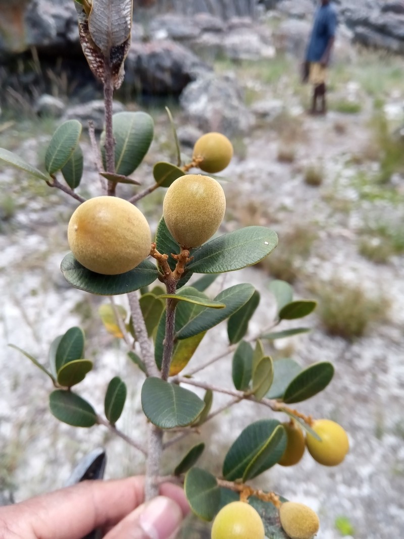 Abrahamia buxifolia photo 4