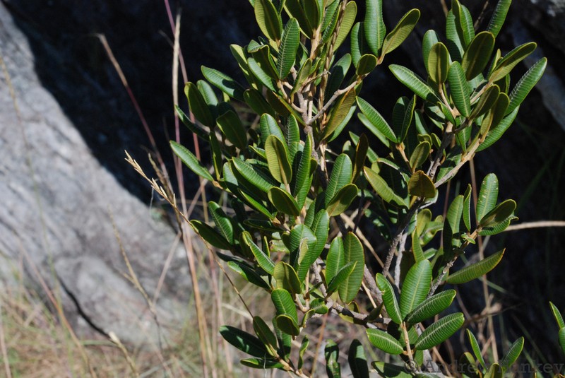 Abrahamia buxifolia photo 5