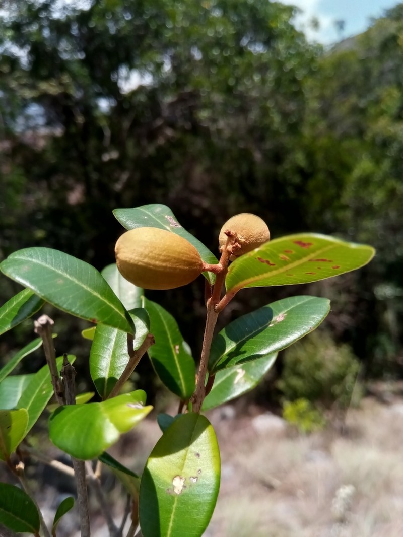 Abrahamia buxifolia photo 6