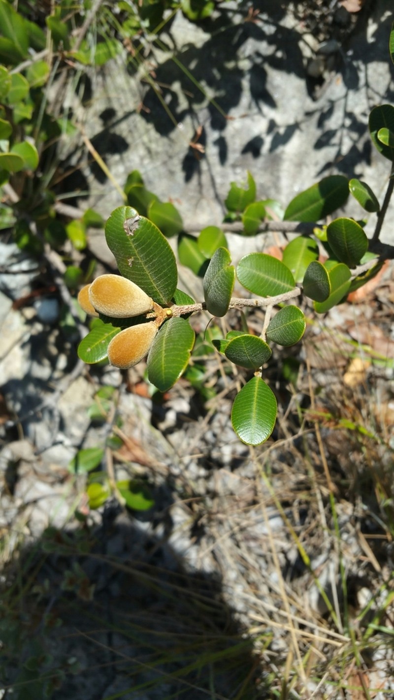 Abrahamia buxifolia photo 7