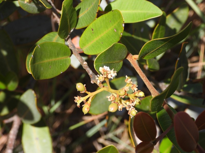 Abrahamia buxifolia photo 8