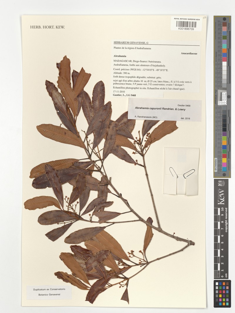 Abrahamia capuronii