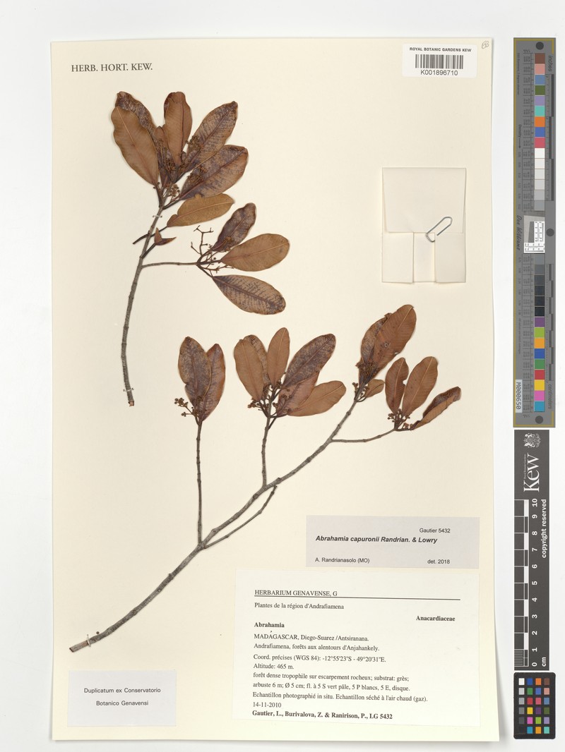 Abrahamia capuronii photo 2