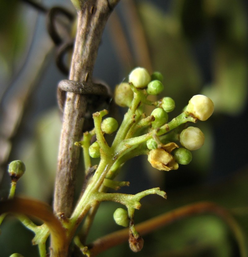 Abrahamia capuronii photo 3