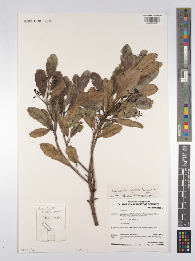 Abrahamia capuronii photo 4