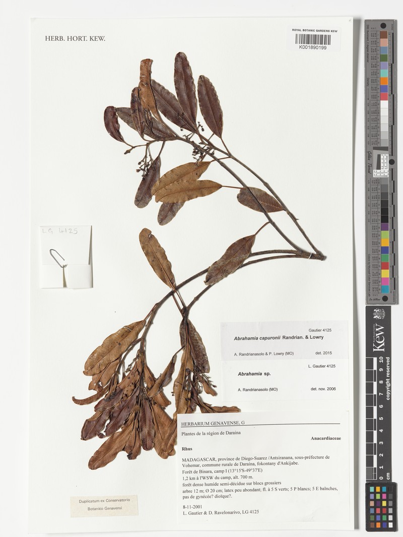 Abrahamia capuronii photo 5