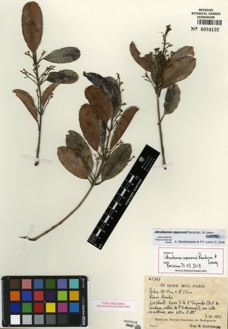 Abrahamia capuronii photo 6