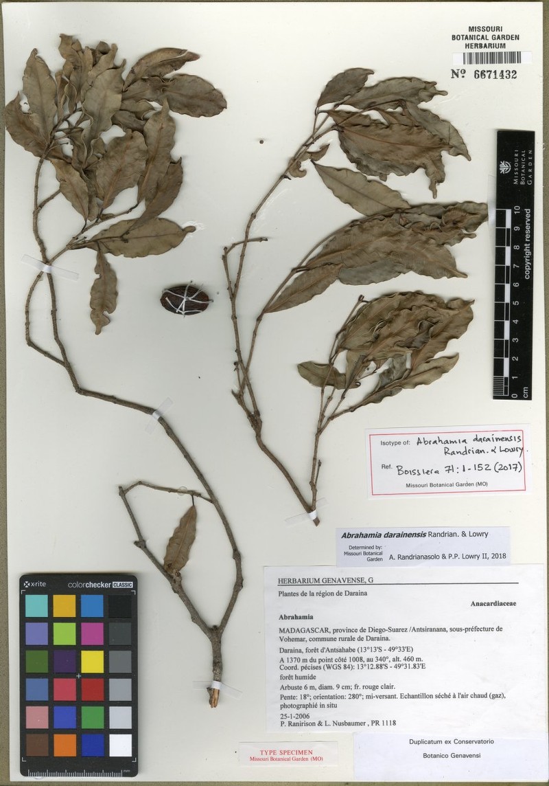 Abrahamia darainensis