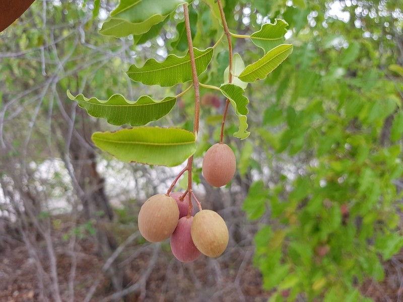 Abrahamia deflexa