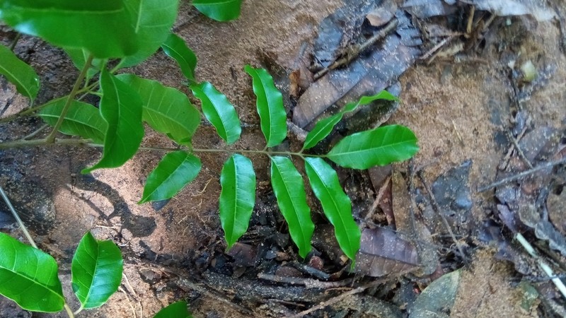 Abrahamia deflexa photo 2