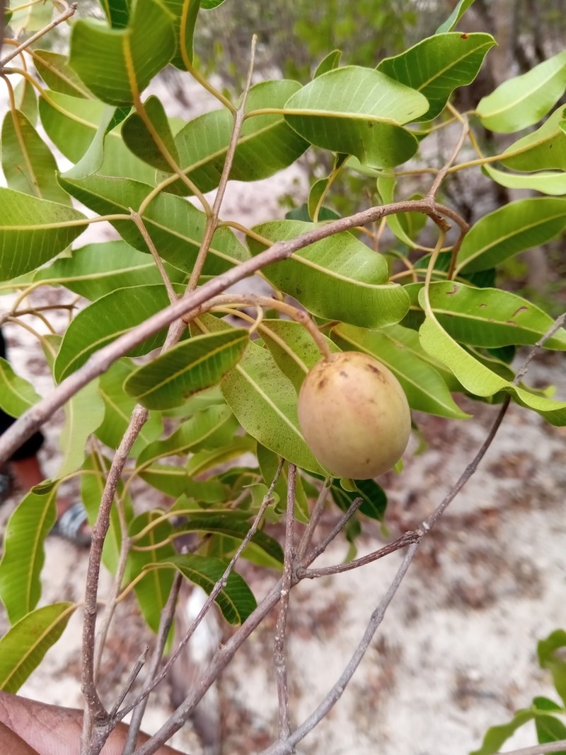 Abrahamia deflexa photo 3